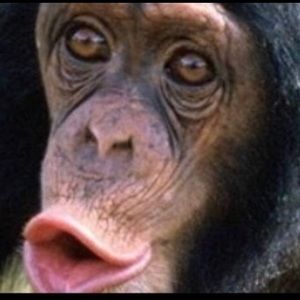 Meet your Posher, Bryce